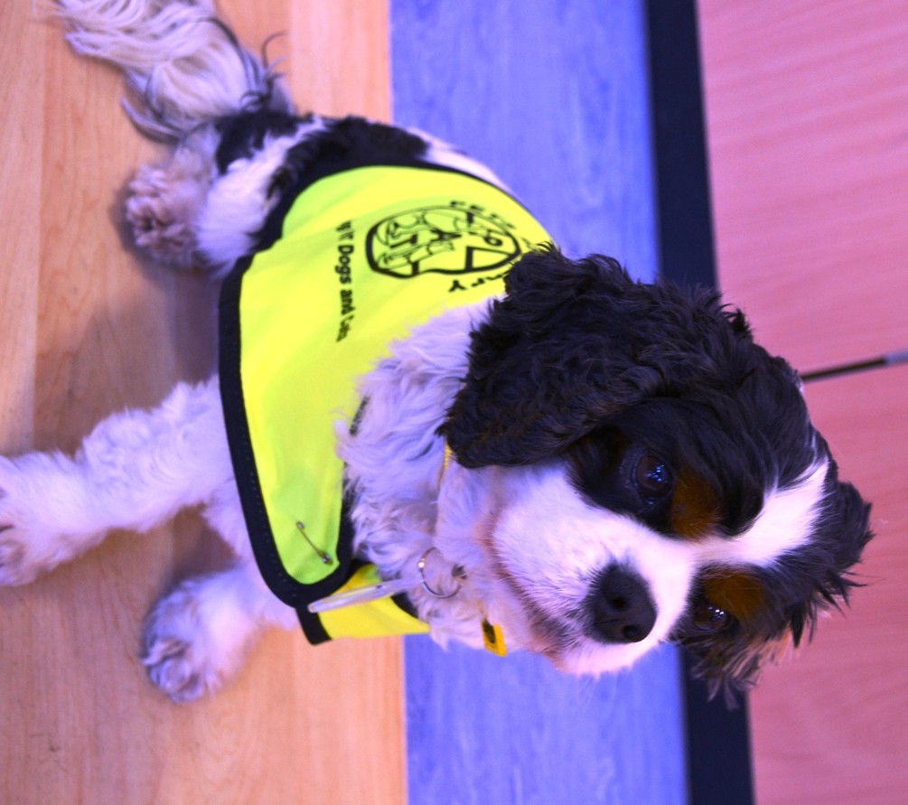 Pets As Therapy dog Memphis